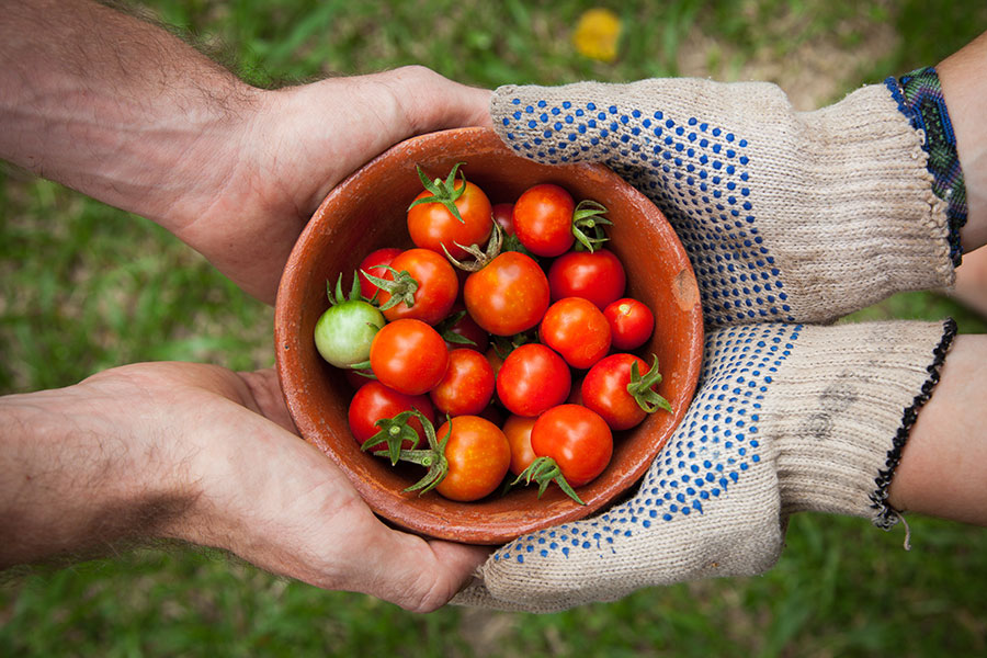 gardening for beginners