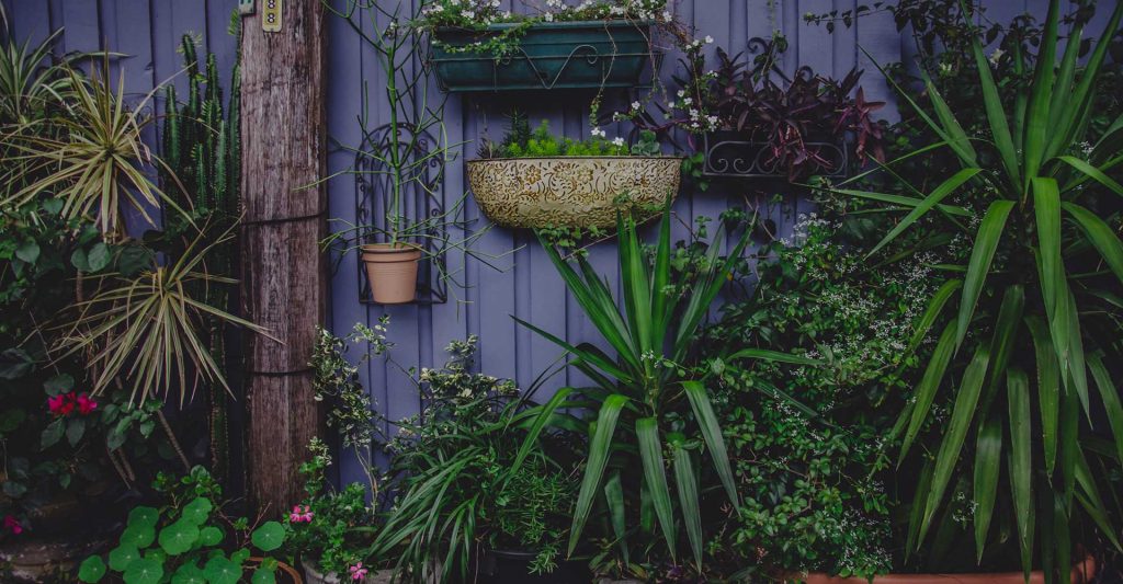 succulent garden