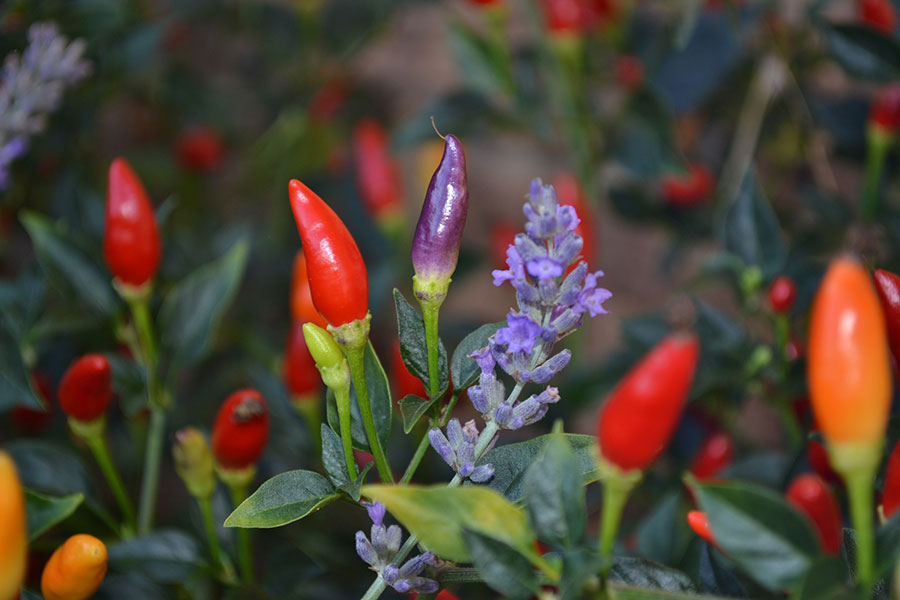 companion planting