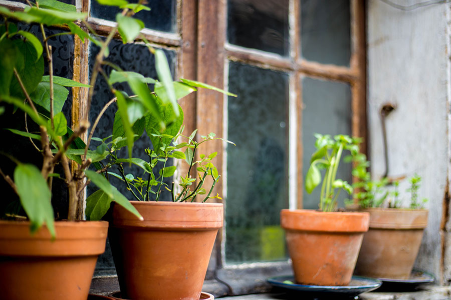 How to Care for Your Container Garden