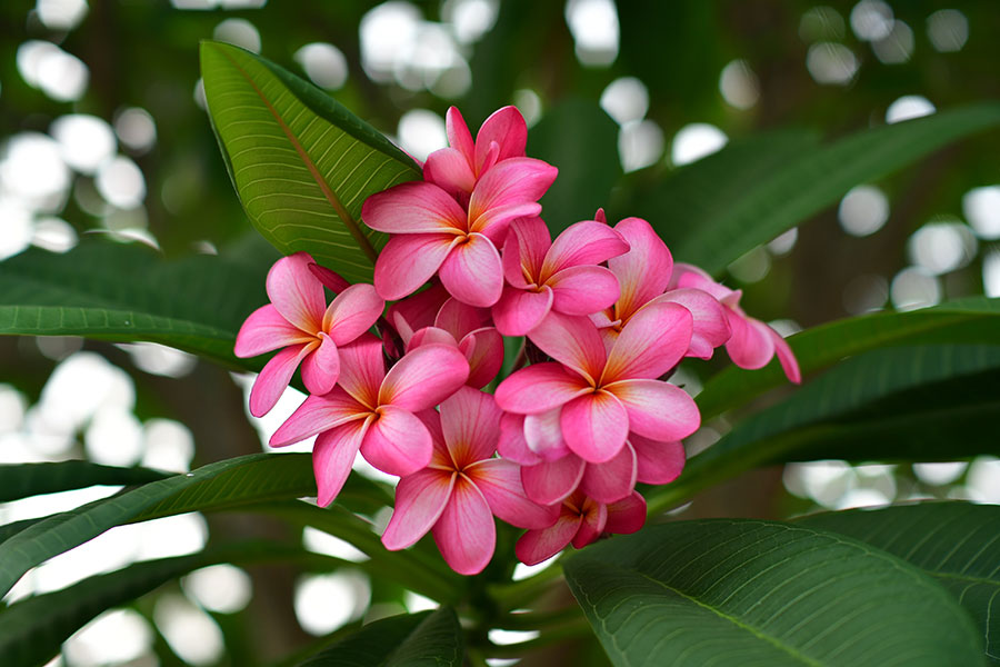 Top 6 Flowers for Aussie Summers